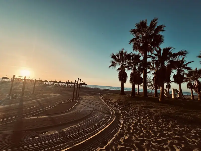 Palm trees and raked sand at sunrise