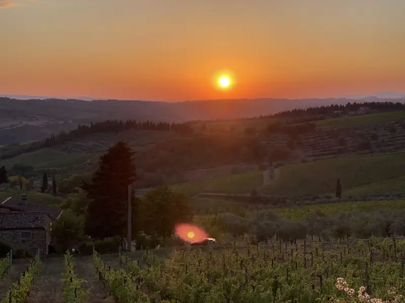 The sun setting over vineyards and olive groves